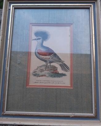 Incisione su rame 1799