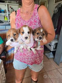 Cuccioli jack russell terrier lisci e ruvidi
