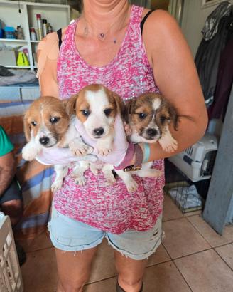 Cuccioli jack russell terrier lisci e ruvidi