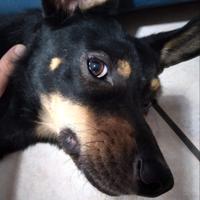 Loki: cessione di proprietà. Dolce equilibrato