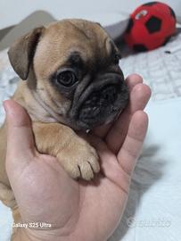 bulldog francese 