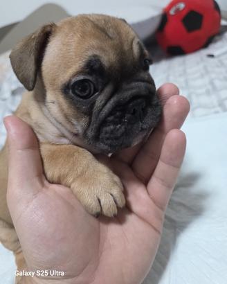 bulldog francese 
