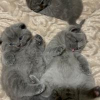 Scottish straight blue