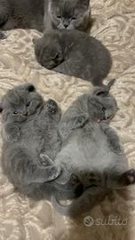 Scottish straight blue