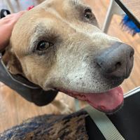 Simil Amstaff maschio