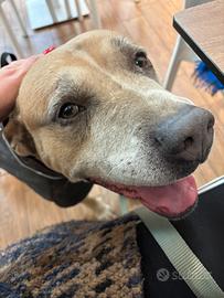 Simil Amstaff maschio