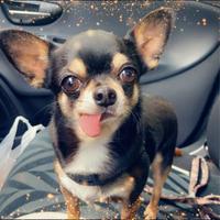 Chihuahua nero taglia piccola accoppiamento