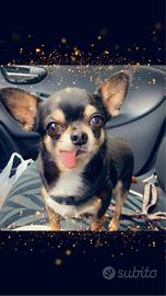 Chihuahua nero taglia piccola accoppiamento