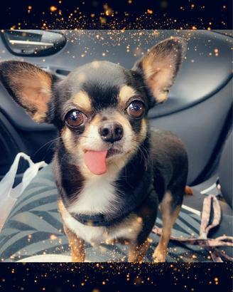 Chihuahua nero taglia piccola accoppiamento