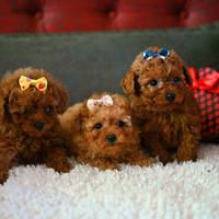 Cuccioli di barboncini mini toy