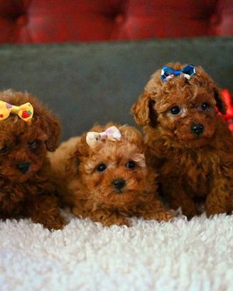 Cuccioli di barboncini