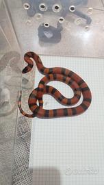 Lampropeltis Abnorma
