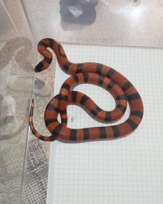 Lampropeltis Abnorma