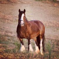 Irish cob gypsy vanner