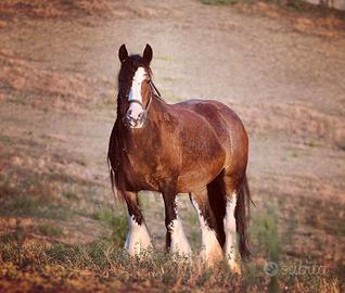 Irish cob gypsy vanner
