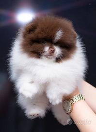 Spitz Pomerriana