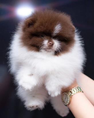 Spitz Pomerriana