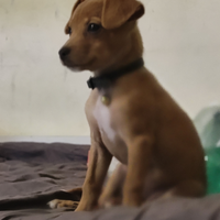 Chihuahua toy Pinscher