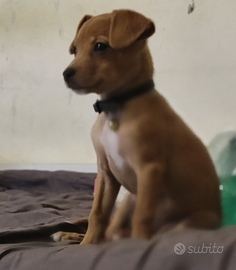 Chihuahua toy Pinscher