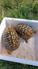 Tartarughe coppia