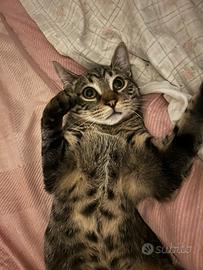 Totò, gatto maschio