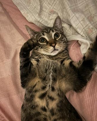 Totò, gatto maschio