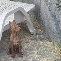 Cani cirneco dell Etna