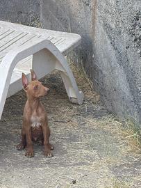 Cani cirneco dell Etna