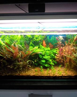 Acquario più tecnica.