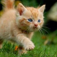 Gatto tra 1 e 3 mesi