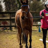 Cavallo
