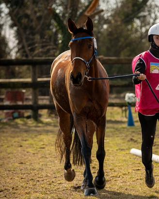 Cavallo
