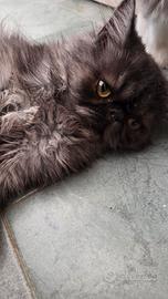 cucciola persiana  Black/smog