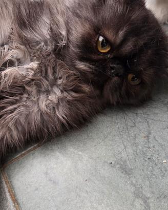 cucciola persiana  Black/smog