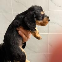 Bassotti a pelo duro