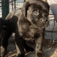 Cuccioli Cane Corso elite