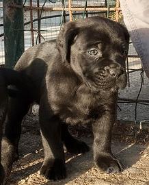 Cuccioli Cane Corso elite