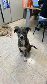 Tigro, cucciolo in ADOZIONE