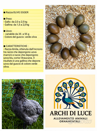 Galline olive egges