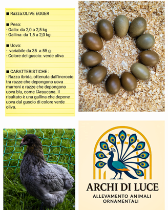 Galline olive egges