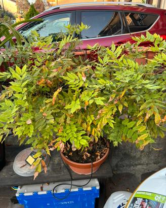 Glicine giapponese bonsai