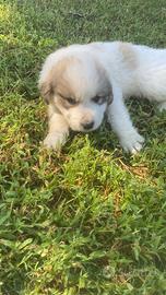 Cuccioli di cane