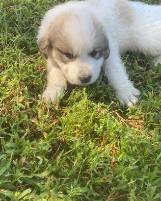 Cuccioli di cane