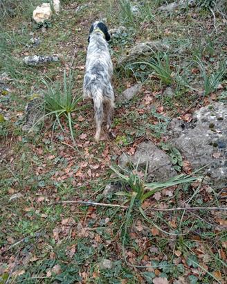 Setter inglese