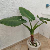 Pianta Alocasia/pianta orecch. di elefante  110 cm