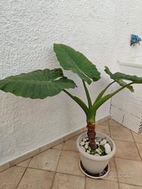 Pianta Alocasia/pianta orecch. di elefante  110 cm
