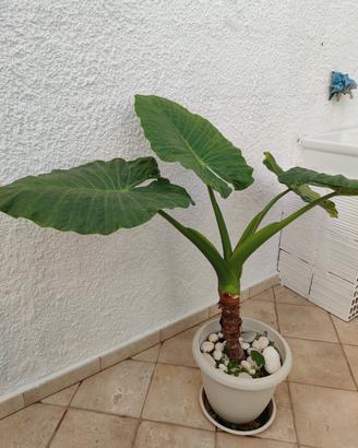 Pianta Alocasia/pianta orecch. di elefante  110 cm