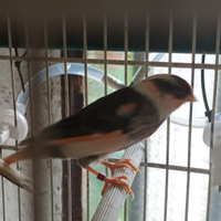 Arlecchini Portoghese