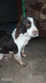Springer