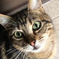 Tigro gatto 18 mesi